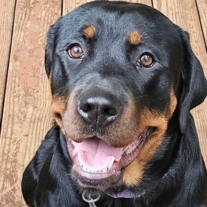 Meet your Posher, Joe